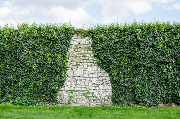 Stone wall mostly covered with climbing plant in Krakow, Poland during summer day