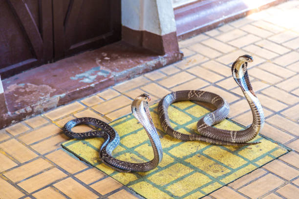 istock Demonstrates snake in serpentarium 1053291182