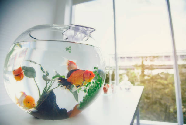 Aquarium goldfish placed on the table as a hobby. stock photo