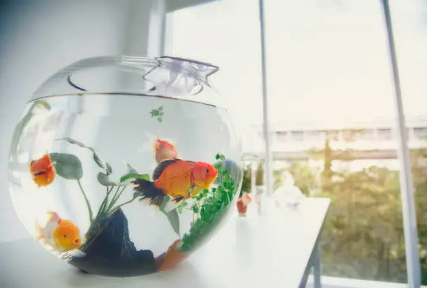 Photo of Aquarium goldfish placed on the table as a hobby.