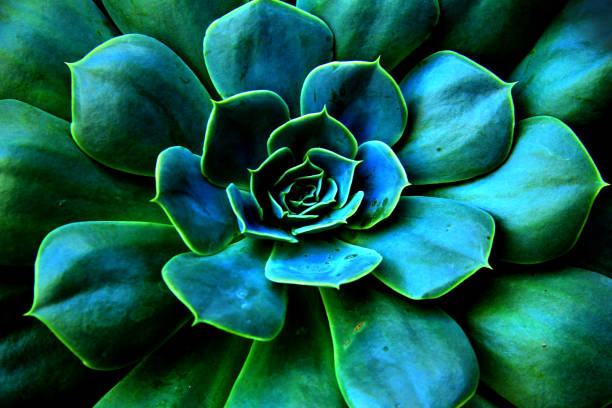 succulent plant flower background 1 - flower desert single flower cactus imagens e fotografias de stock