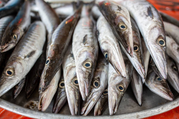 istock Sunny sea fishes 1053298418