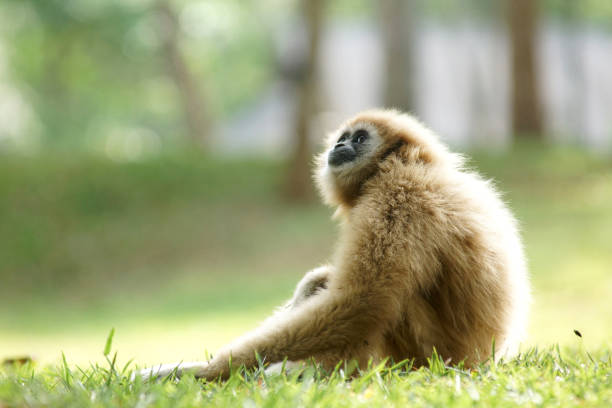 istock gibbon Alone,Kaeng Krachan in thailand. 1053298432