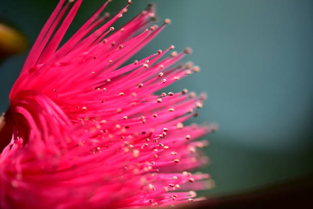 istock Flower of rose apple lined on the branches. 1053298454