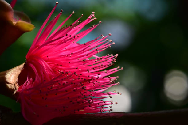 istock Flower of rose apple lined on the branches. 1053298484