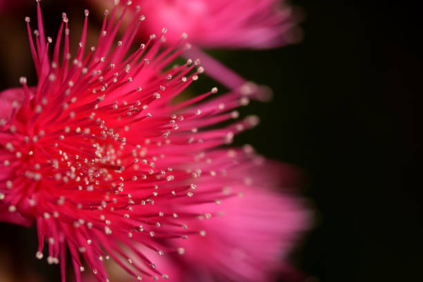 istock Flower of rose apple lined on the branches. 1053298662