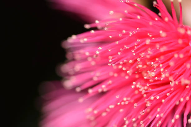 istock Flower of rose apple lined on the branches. 1053298802