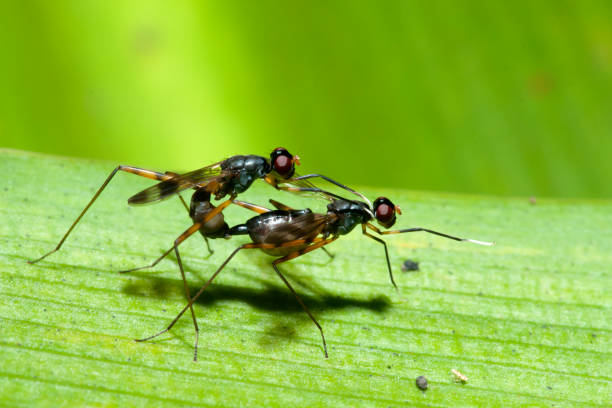 istock Macro on male bug and female bug is breeding on a green background. 1053299100