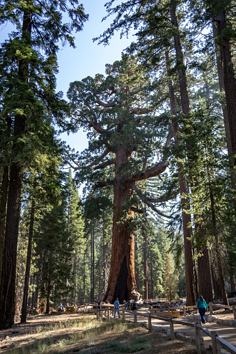 Grizzly gigante es uno de los árboles más grandes del mundo photo