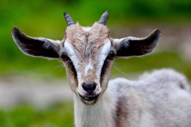 Pygmy Goat at the Farm