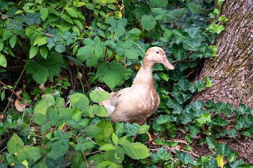 Buff colored domestic duck foraging for bugs in ivy and blackberry bushes