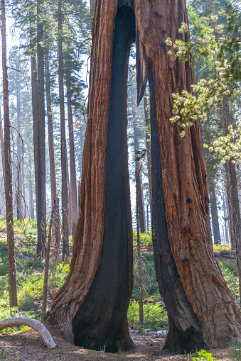 Árbol de pinza en Mariposa grove en Yosemite photo