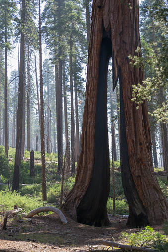 Árbol de pinza en Mariposa grove en Yosemite photo