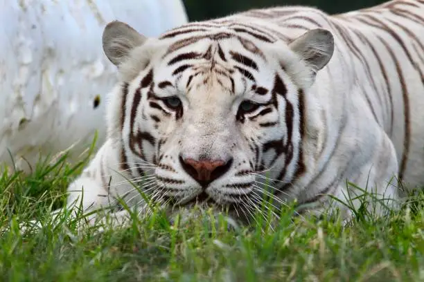 white tiger in grass