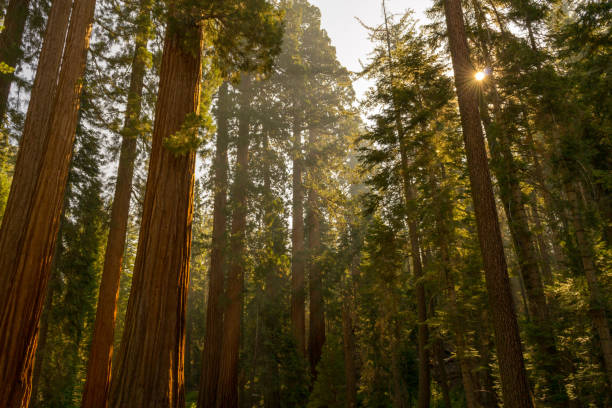 Mariposa grove at Yosemite National Park contains over 100 mature Giant Sequoias