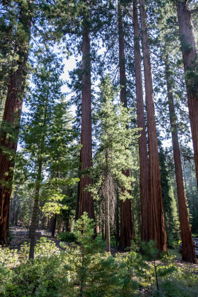 istock Giant sequoias at Yosemite National Park 1053307630