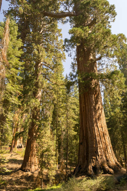 istock Giant sequoias at Yosemite National Park 1053308894