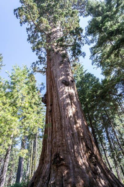 istock Giant sequoias at Yosemite National Park 1053308970