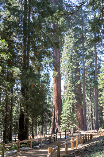 Secoyas Gigantes en el Parque Nacional de Yosemite photo