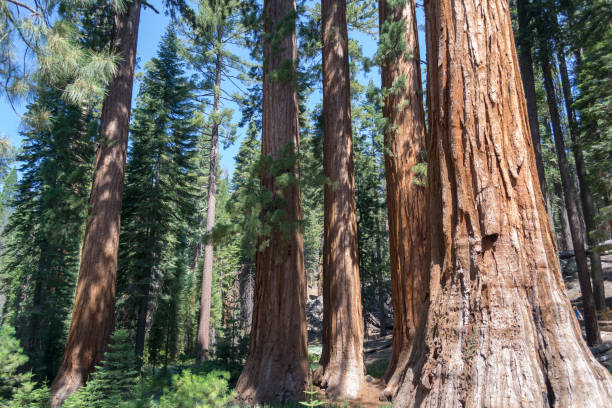 istock Mariposa tree at Yosemite National Park 1053313296