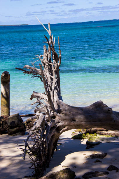 istock Close-up, island, South Pacific, Beach 1053313690