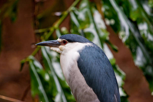 Black Crowned Night Heron stock photo