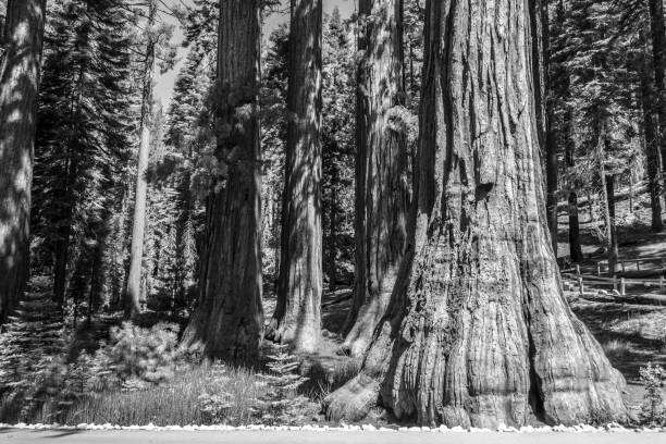 Mariposa grove at Yosemite National Park contains over 100 mature Giant Sequoias