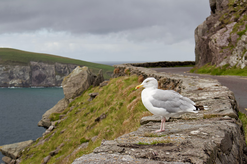 This image shows a gray and white seagull perched on a stone wall along Slea Head Drive on the Dingle Peninsula.