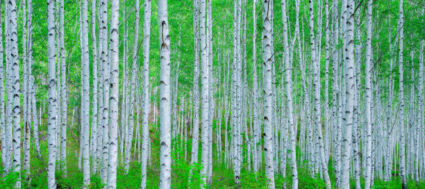 vh533 자작나무 숲 2 - birch bark photos et images de collection