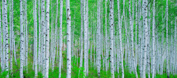 vh533 자작나무 숲 2 - birch bark birch tree wood - fotografias e filmes do acervo