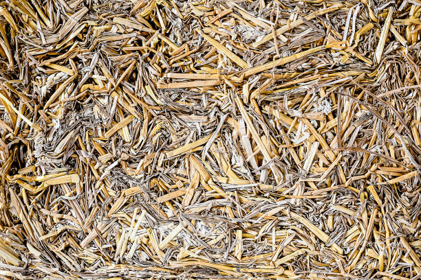 istock Scene soft focus wheat field after harvest 1053318790