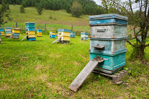 Apiary in the Altai mountains. Group of colorful beehives full of bees in the in the meadow.
