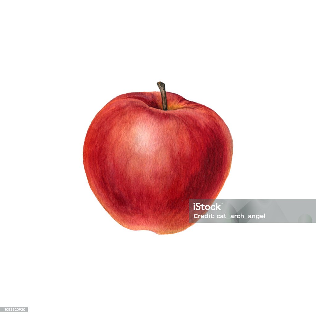 Aquarelle dessin apple - Illustration de Pomme libre de droits