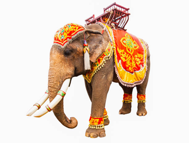 istock Elephant has beautiful and large isolated on white background. colorful painted elephant head ,Decorated elephants in Thailand. 1053323140
