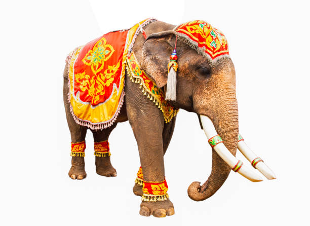 istock Elephant has beautiful and large isolated on white background. colorful painted elephant head ,Decorated elephants in Thailand. 1053323148