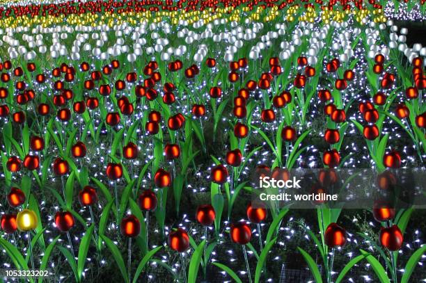 Illumination Flowers Stock Photo - Download Image Now - Agricultural Field, Beauty, Blossom
