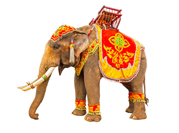 istock Elephant has beautiful and large isolated on white background. colorful painted elephant head ,Decorated elephants and tie wooden chairs in the back  in Thailand. 1053323228