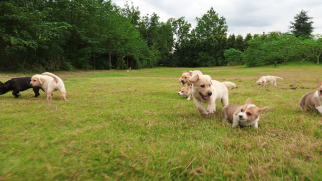 Group of lovely puppy playing outdoor,4k