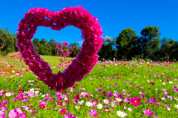 istock Field cosmos flower beautiful with sky and green tree 1053327394