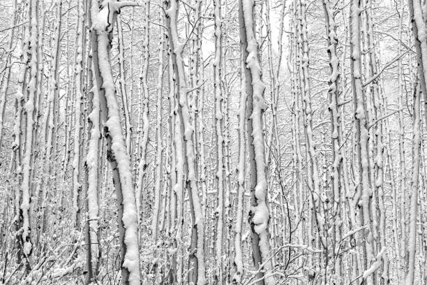 Colorado Aspen Trees in WInter.  Scenic vertical landscape high in the mountains of Colorado with warm late afternoon light.  Fresh snow and shadows for striking effect.  ProPhoto RGB.