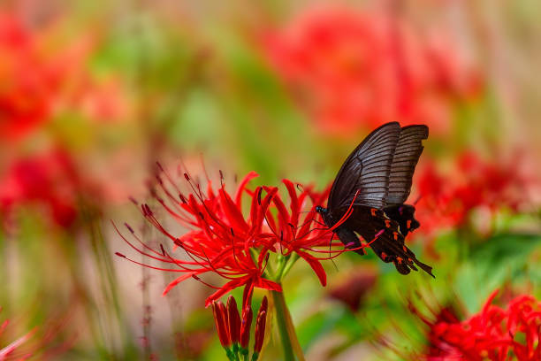 istock VD701   Flowers and butterflies 1053329592