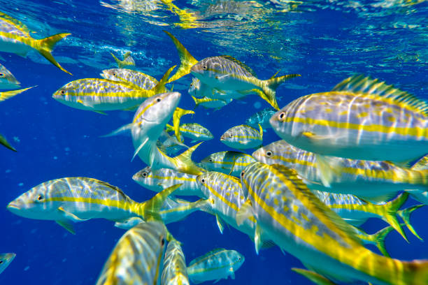 Colorful Yellowtail Snappers fish in blue Caribbean waters. Selective focus Colorful Yellowtail Snappers fish in blue Caribbean waters. Selective focus acanthuridae photos stock pictures, royalty-free photos & images
