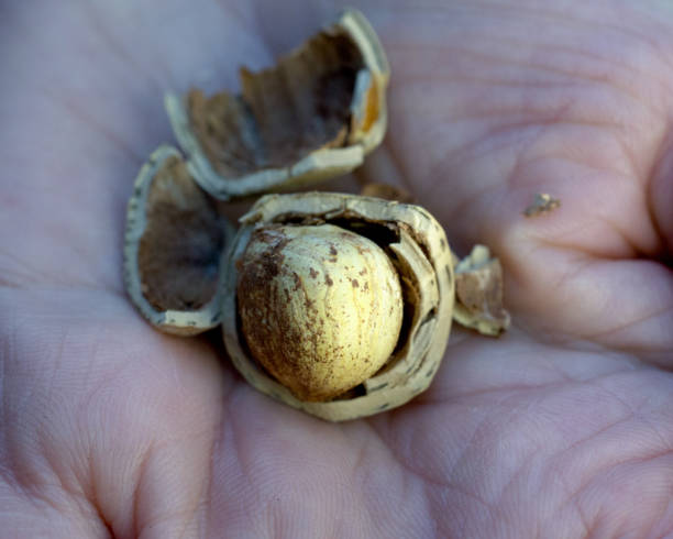 istock woman hand holding hazelnuts, 1053332956