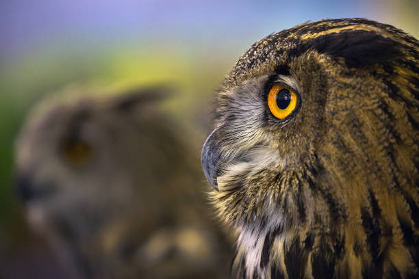 istock the face of the Eagle Owl / An eagle owl. 1053335666