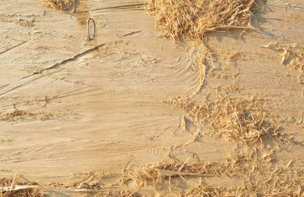 abstract texture pattern background of wood of natural tree. timber with shavings - sawdust imagens e fotografias de stock