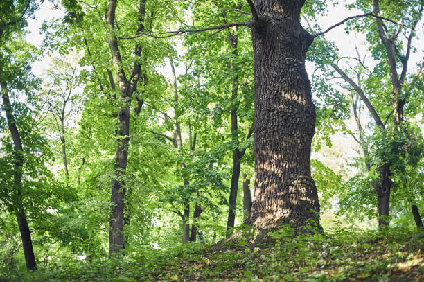 gros chêne dans une belle scène de parc en parc avec pelouse verte - vibrant color rural scene outdoors tree photos et images de collection