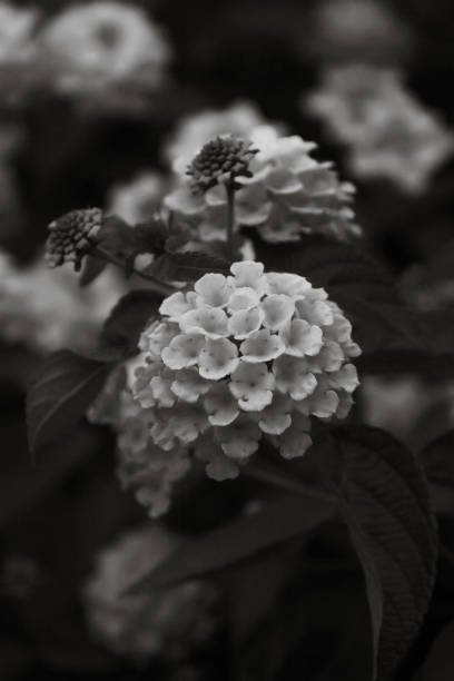 istock Lantana in Monochrome 1053337338
