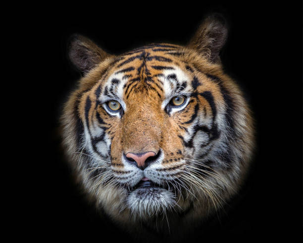 istock Texture and pattern of Asian tiger face. 1053339900