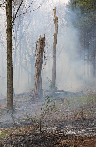 istock Fire in the woods for conservation vertical 1053343508