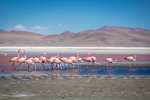 Flamingos at the Laguna Colorida in Bolivia. One of the most exotic touristic destination in South America.